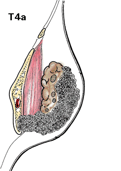 Salivary4-.GIF (20018 bytes)