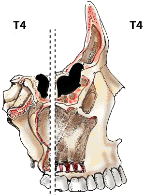 T4